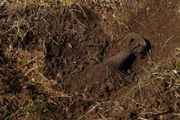 Mortar bomb found in field