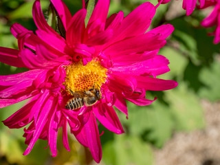 Honeybee with flower