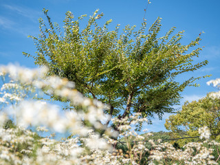 Tree with flowers