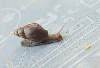 Snail on the tiles