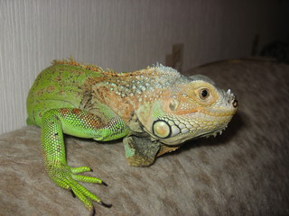 Green Iguana on sofa