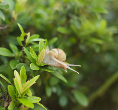 Snail on the tree