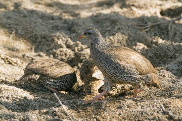 Obraz premium Natal francolin in Kruger National park