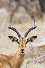 Impala in Kruger National park