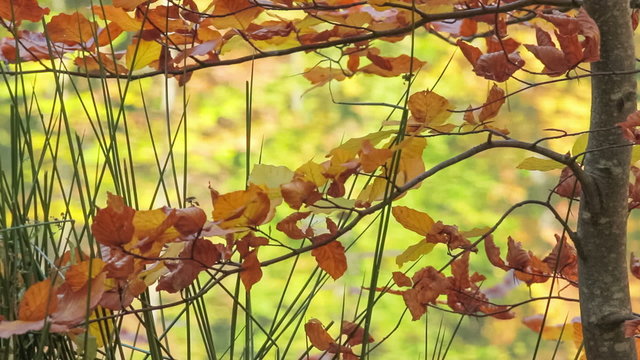 tree with wilted leaves on the background surface of the lake with reflection of autumn forest, video made using  slider