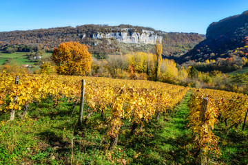 Vignoble du jura