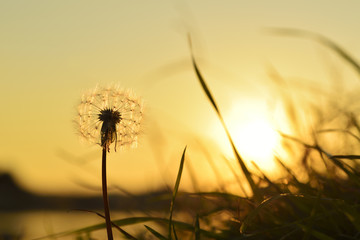 Silhouette of dandelion fluff by the river at sunset.
