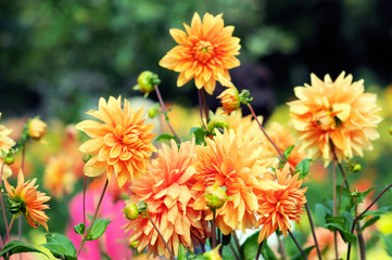 Flowerbed with orange Dahlias