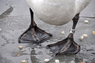 Obraz premium white swan legs