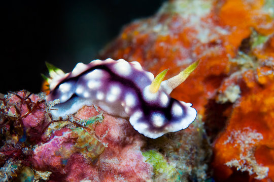 White, purple and black nudibranch. Underwater photo. Philippine