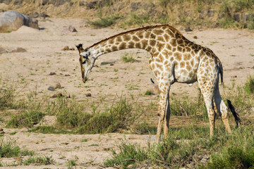 Naklejka na ściany i meble Giraffe in Kruger National park