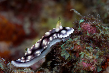 White, purple and black nudibranch. Underwater photo. Philippine