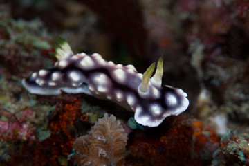 White, purple and black nudibranch. Underwater photo. Philippine