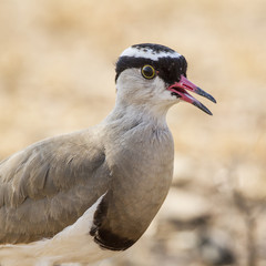 Crowned lapwing in Kruger National park