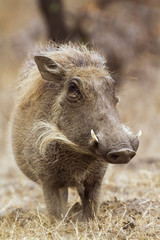 common warthog in Kruger National park