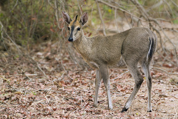 Common duiker in Kruger National park