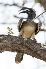 African Grey Hornbill in Kruger National park