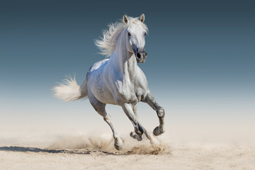 WHite horse run gallop - obrazy, fototapety, plakaty