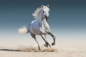 Rolgordijnen Paard Witte paard ren galop