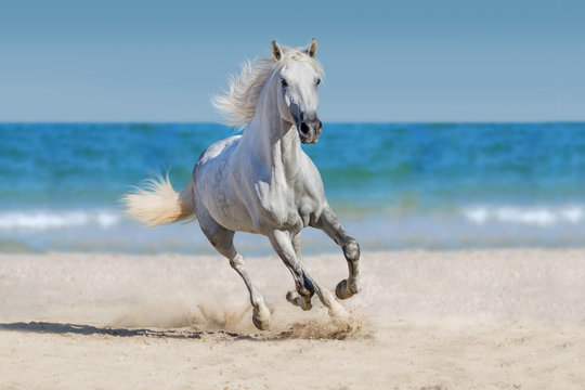 Fototapeta Horse run against the ocean