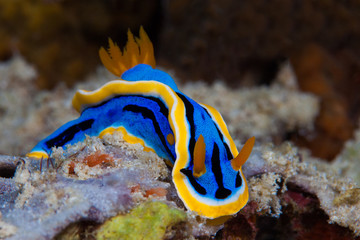 Yellow, blue, white, purple and black nudibranch. Underwater pho