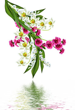 carnation isolated on white background