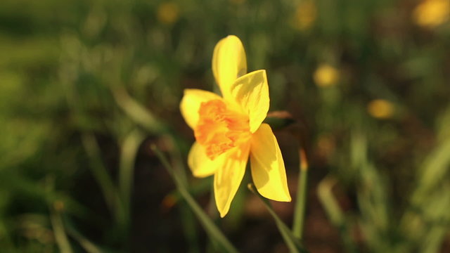 Beautiful narcissus close up