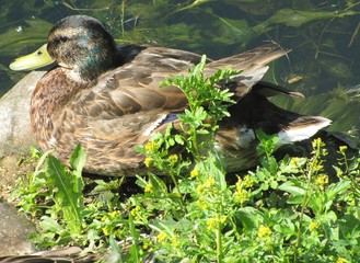 Отдыхающий селезень