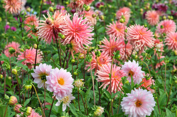 Flowerbed with Dahlias