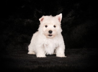 Chiot Westie en studio 