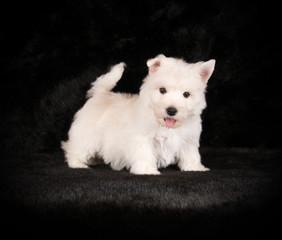 Chiot Westie en studio 