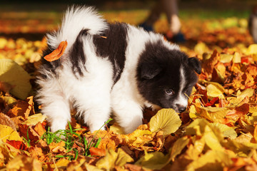 Elo Welpe spielt im Herbstlaub