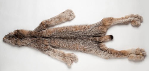 lynx pelt