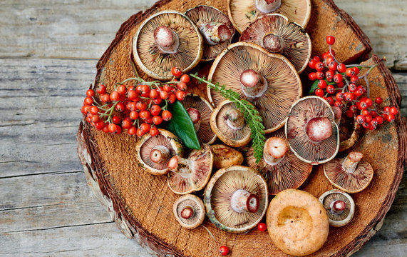 Autumn fresh mushrooms, top view