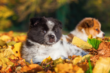 Obraz premium Elo Welpe im Herbstlaub