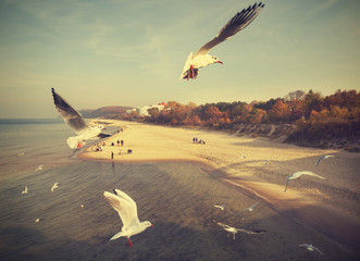 Vintage retro stylzied birds above a beach, Baltic Sea, Poland