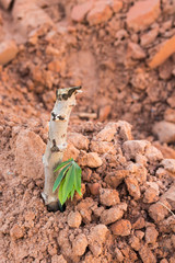 Cassava cuttings plug