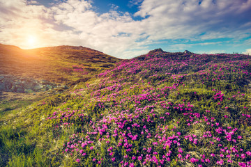 Fantastic pink flowers