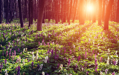 Obraz premium flower