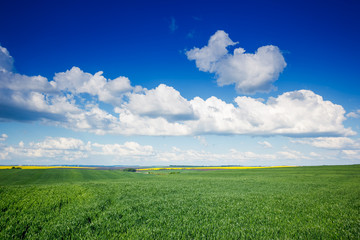 Fototapeta premium green grass on the field