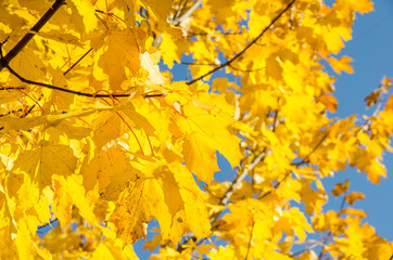 Autumn yellow leaves