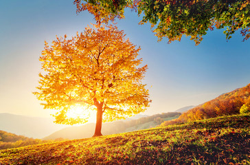 Fototapeta premium beautiful autumn trees