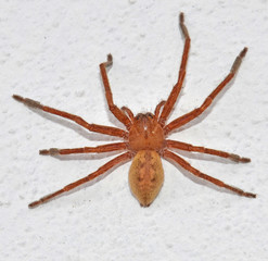 ragno viagra brasiliano