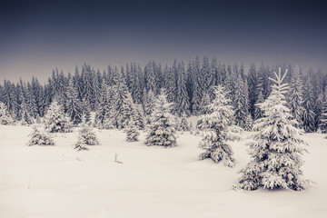 Fototapeta premium Amazing winter landscape
