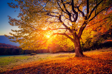 Fototapeta na wymiar beautiful autumn trees