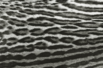 pelle di leopardo © nico99