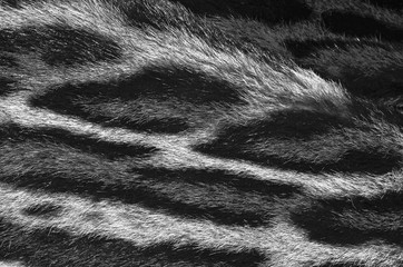 Obraz premium pelle di leopardo nebuloso