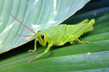Grasshopper