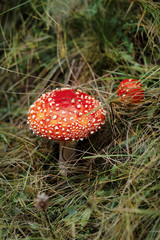 Red poisonous mushroom