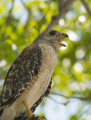 Calling Red-shouldered Hawk